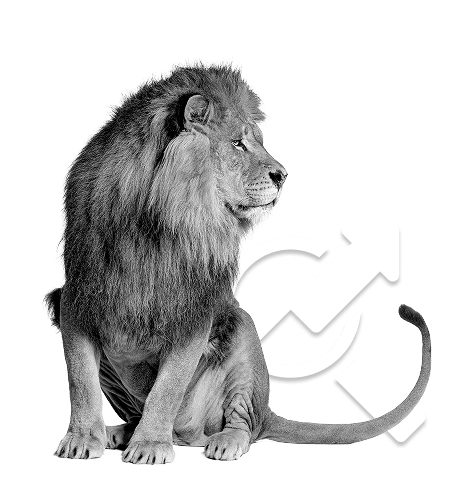 Votre agence SEO Lyon