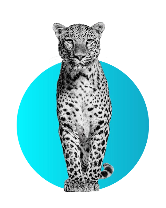 Accompagnement marketing personnalisé avec Simba Digital